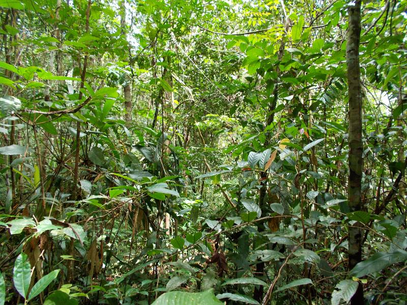 DSCN0200.JPG - Amazon forest