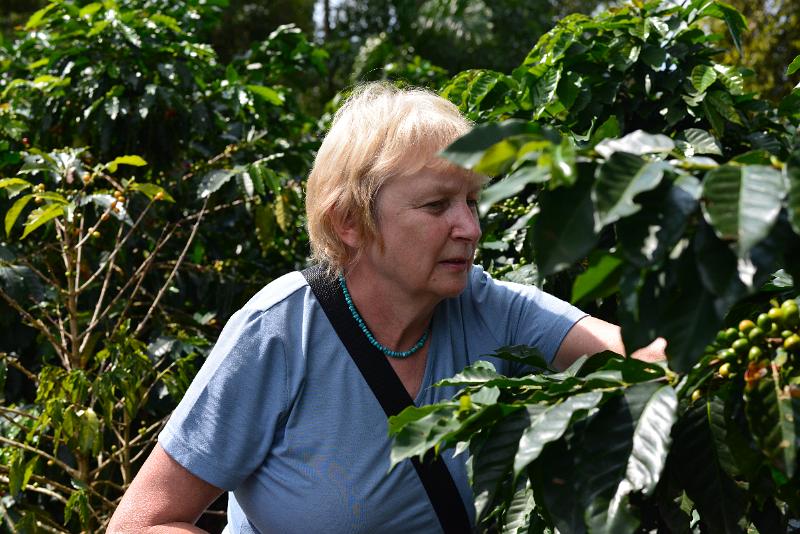DSC_0146.JPG - Judy picking coffee beans