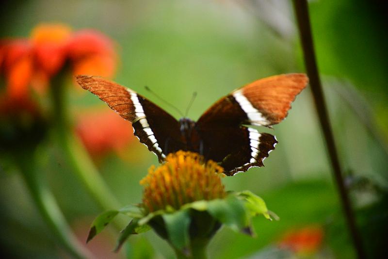 DSC_0336.JPG -  