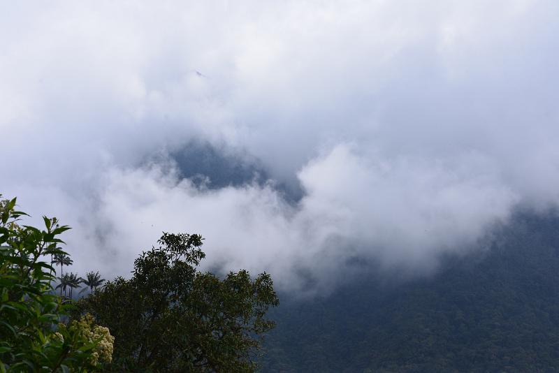 DSC_0541.JPG - The cloud forest