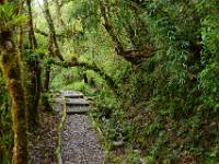 Parque Nacional Podocarpus