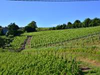 Our view from where we stayed in Brouilly
