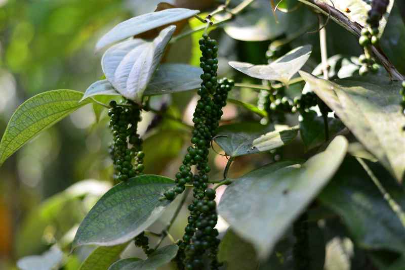 DSC_0399.JPG -  Black Peppers