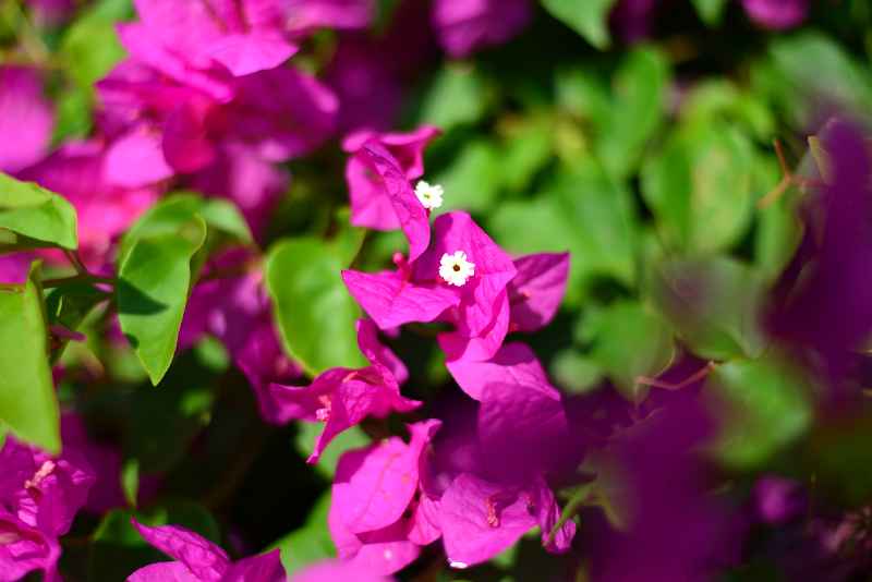 DSC_0475.JPG -  