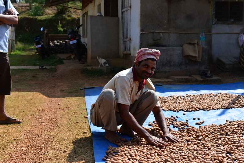 DSC_0486.JPG - working with Beetle nuts