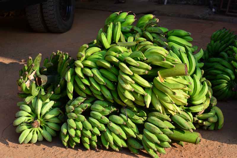 DSC_0638.JPG - Bananas at the cooperative