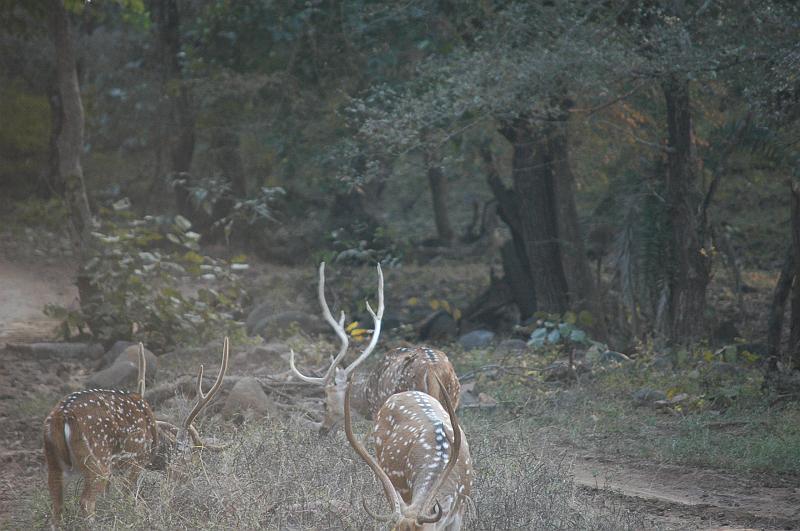 DSC_4362.JPG