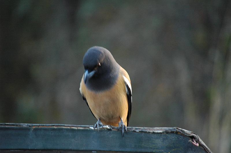 DSC_4406.JPG