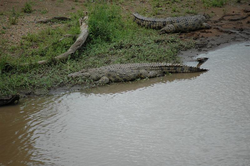 Alligators.JPG
