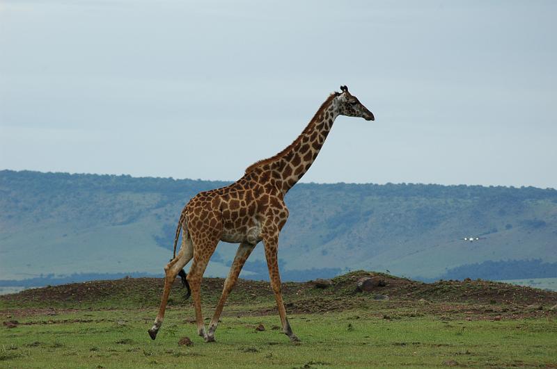 Giraffe.JPG