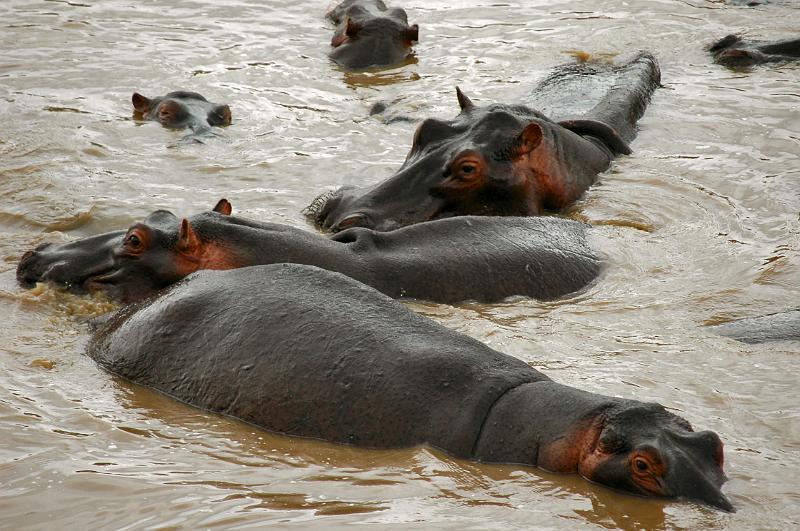 Hippos.JPG