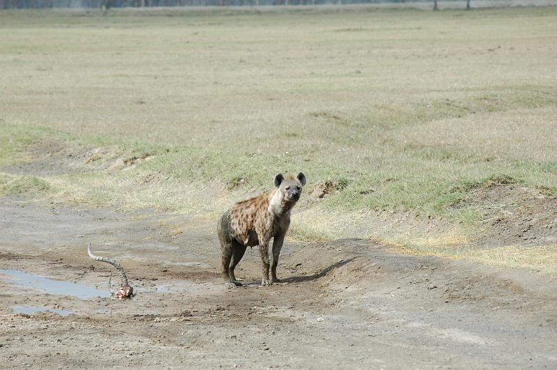 Hyena.JPG