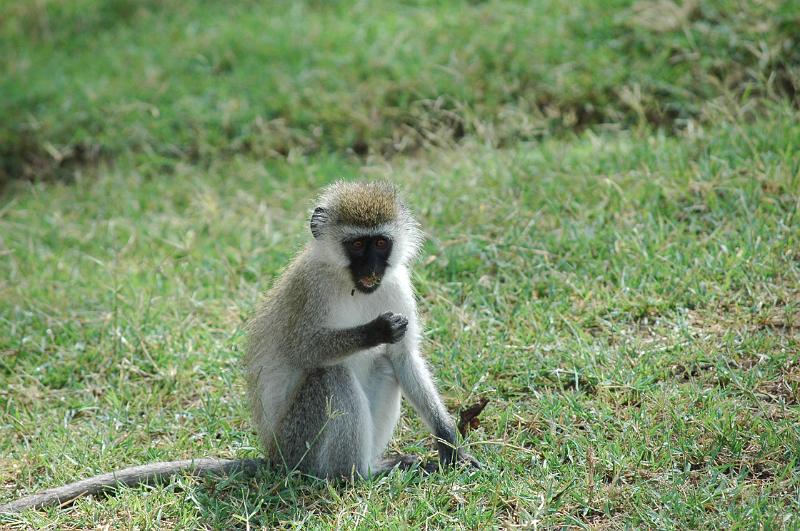 Monkey.JPG