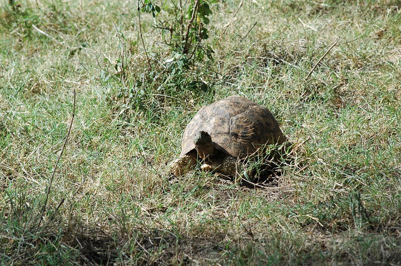 Tortoise.JPG