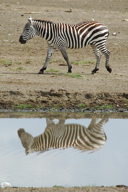 Zebra.JPG