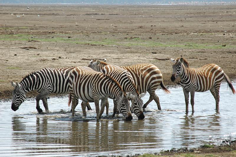 Zebras.JPG