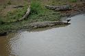 Alligators