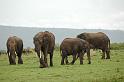 Elephants