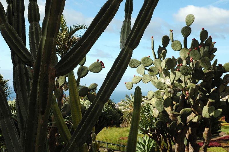 Cactii.JPG
