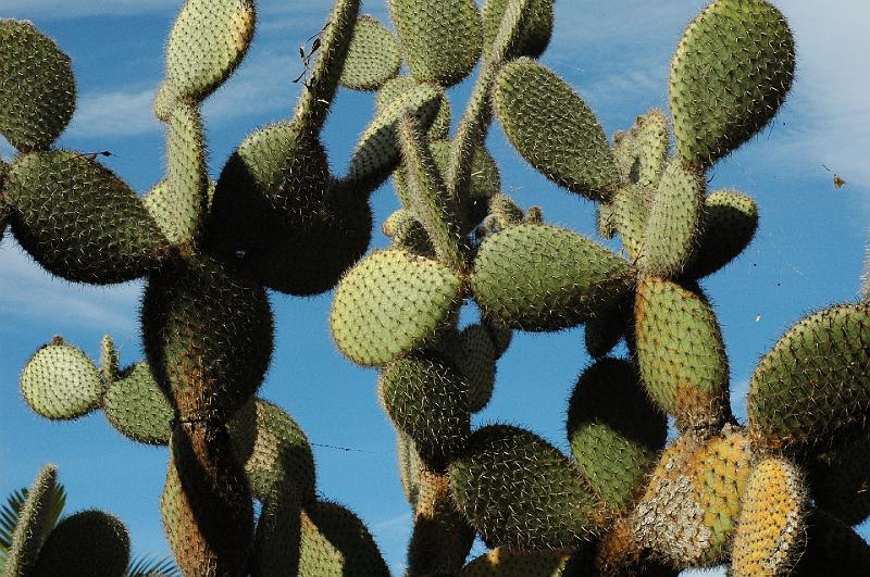 Cactus.JPG