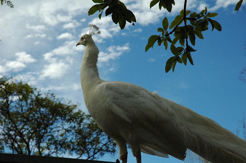 Peacock.JPG