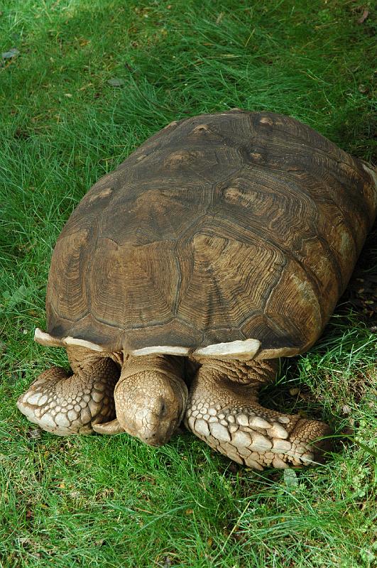 Tortoise.JPG