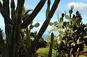 Cactii