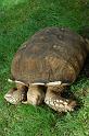 Tortoise