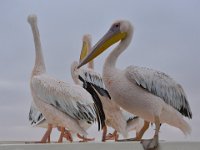 Pelican Crossing