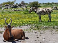 Otasha National Park - did not know the Zebra would do this when I pressed the shutter button